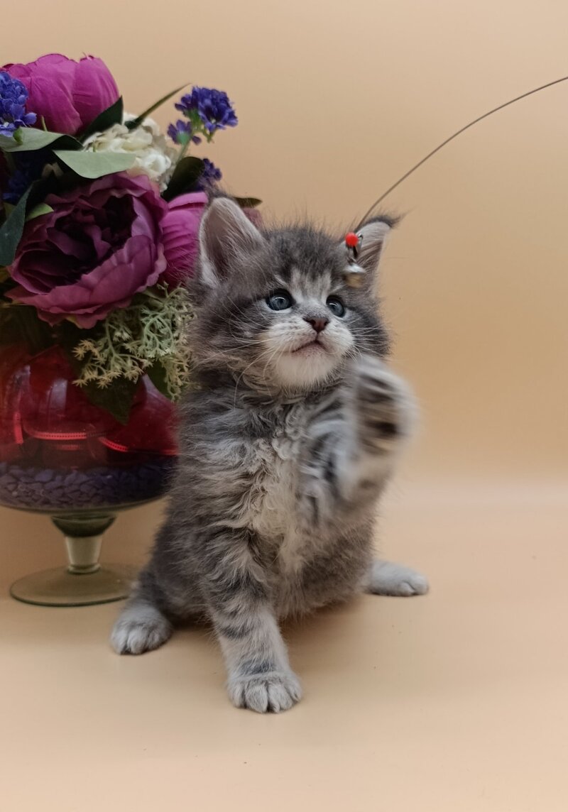 Damond Maine Coon male, blue silver tabby