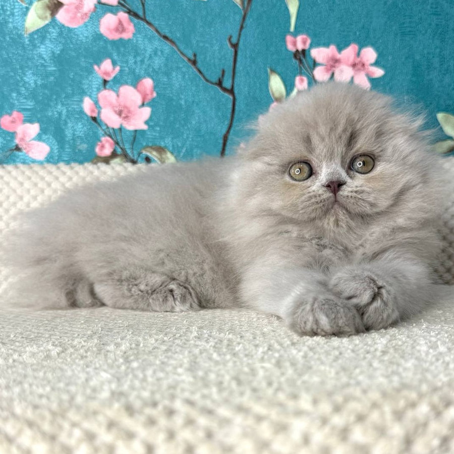 Kitty Scottish Fold female, lilac
