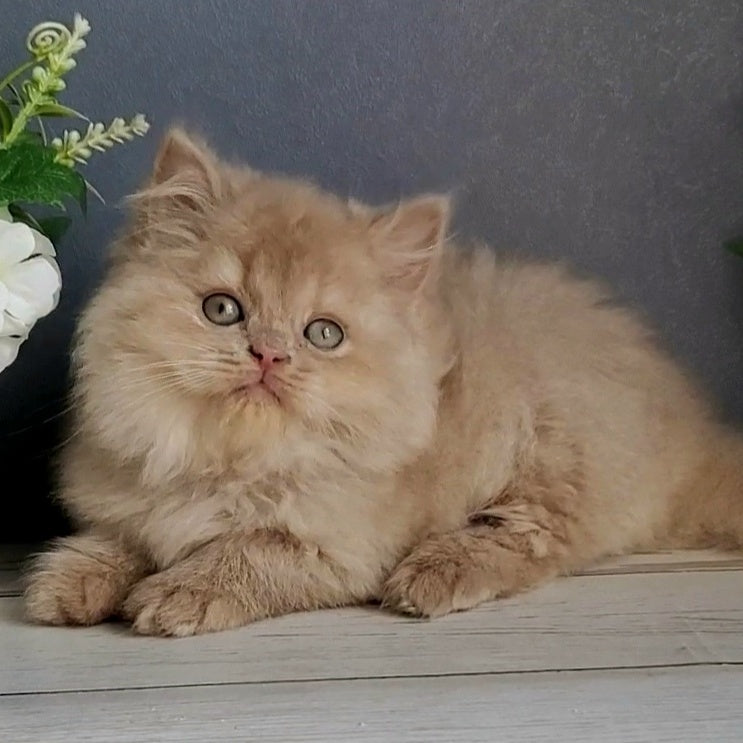 Felix British Longhair male, fawn