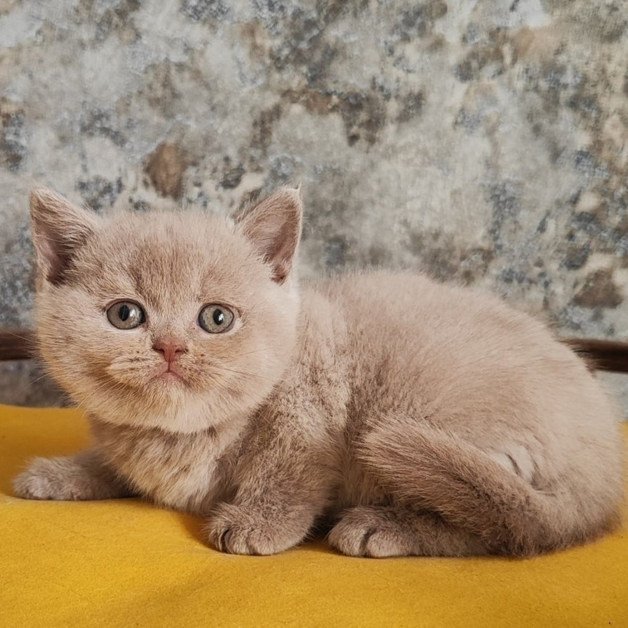 Bounty British Shorthair female, fawn