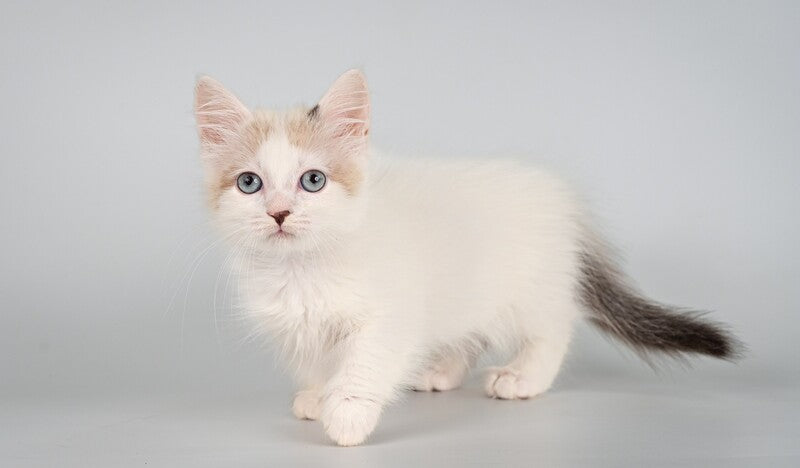 Yogurt Munchkin male, seal pointed van