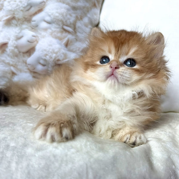 Olivia British Longhair female, black golden chinchilla