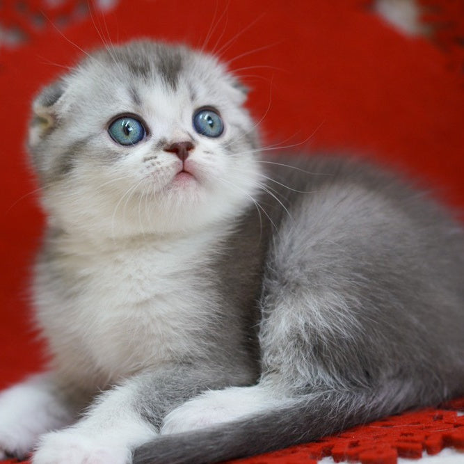 Dimond Scottish Fold male, blue ticked tabby bicolour