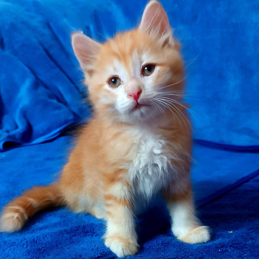 Elvis Siberian male, red tabby