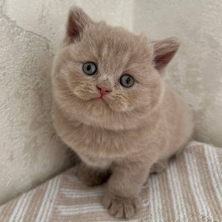 Adel British Shorthair female, fawn