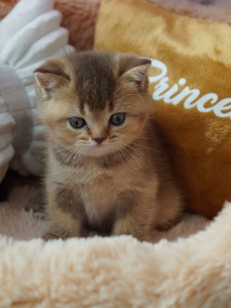 Ruby British Shorthair female, chocolate ticked tabby