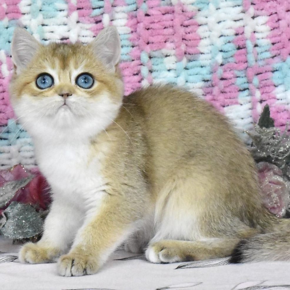 Harisma British Shorthair female, black golden shaded