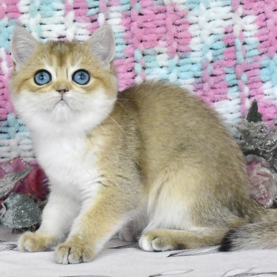 Harisma British Shorthair female, black golden shaded