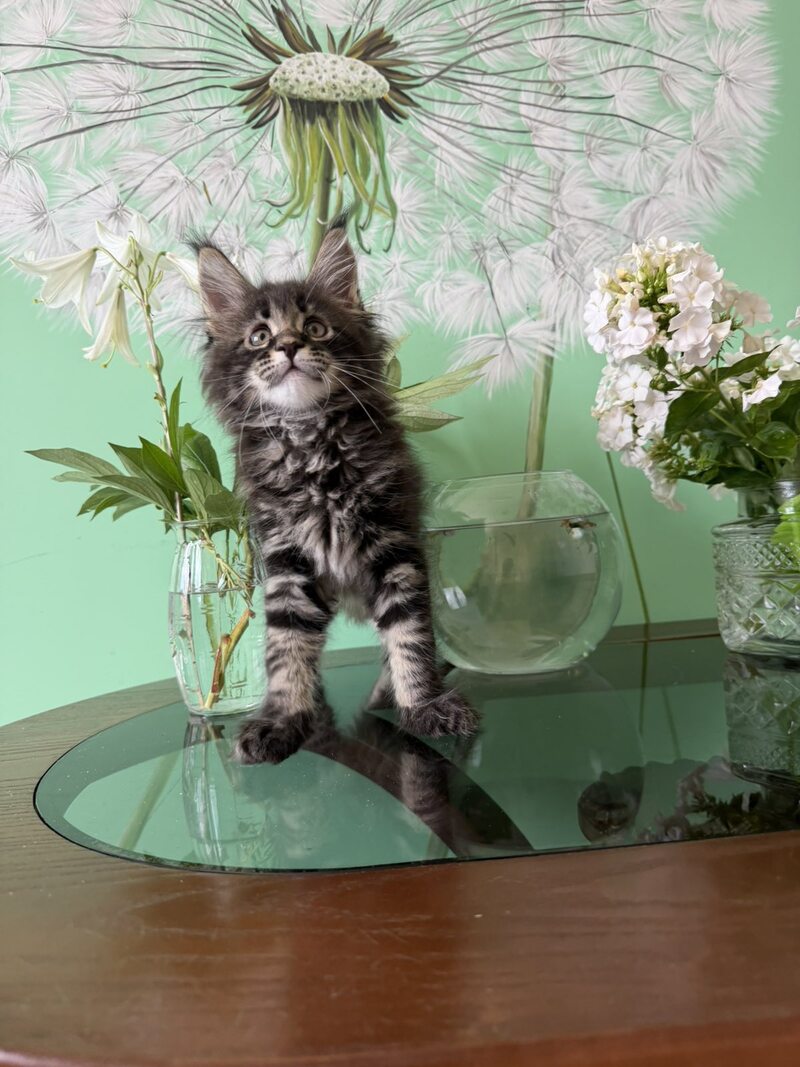 Tiger Maine Coon male, black tabby