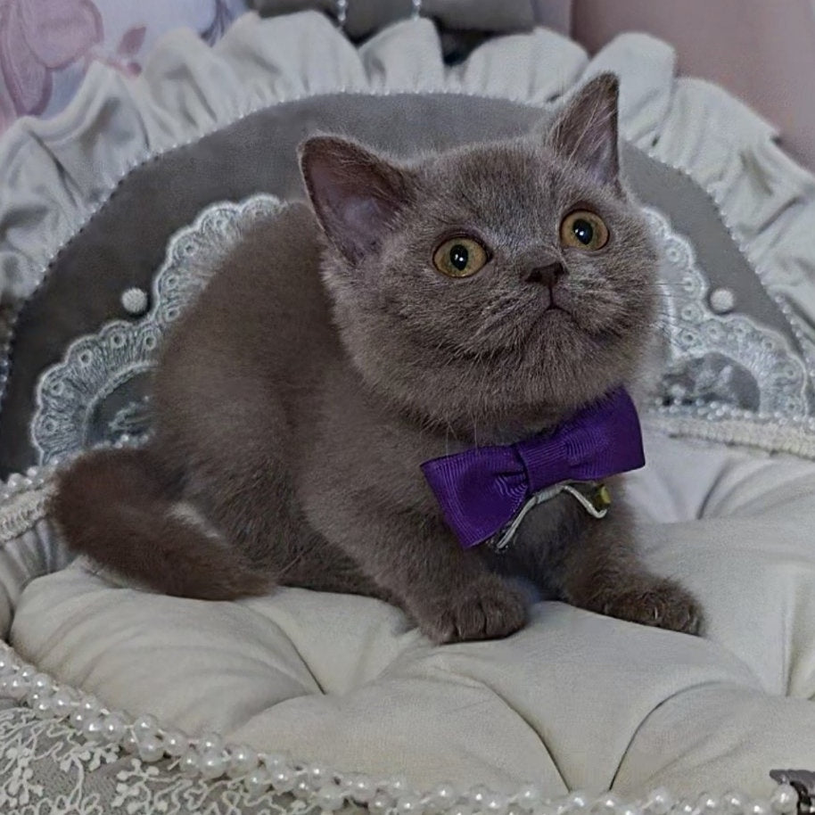 Vito British Shorthair male, lilac