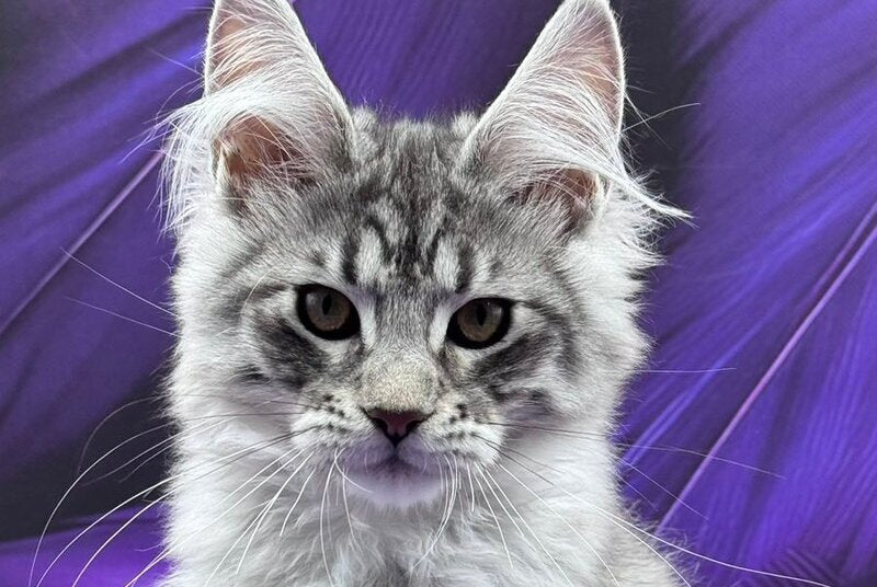 Marcel Maine Coon male, black silver tabby