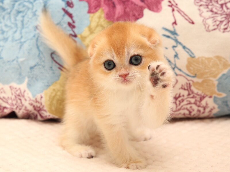 Yana Scottish Fold female black golden chinchilla - live animals