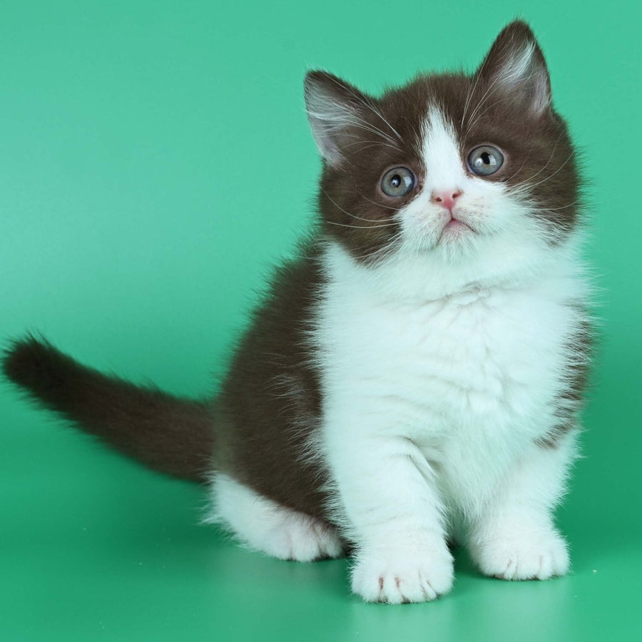 Jin British Shorthair male, chocolate bicolour