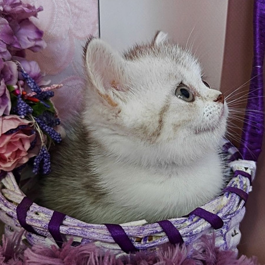 Zeta Scottish Straight female, chocolate golden spotted tabby bicolour