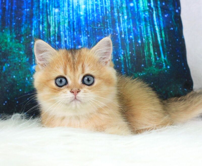Richie British Shorthair male, black golden shaded