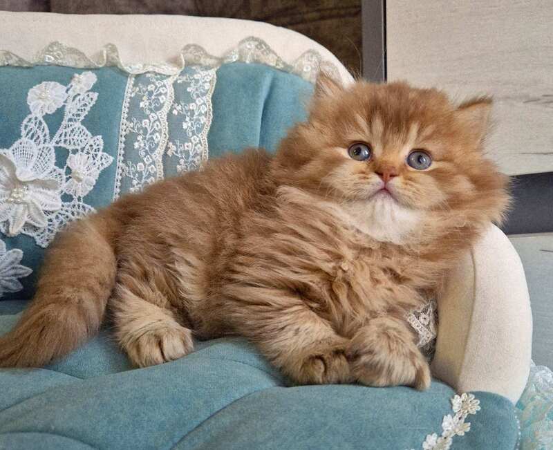 Maribel British Longhair female chocolate golden shaded - live animals