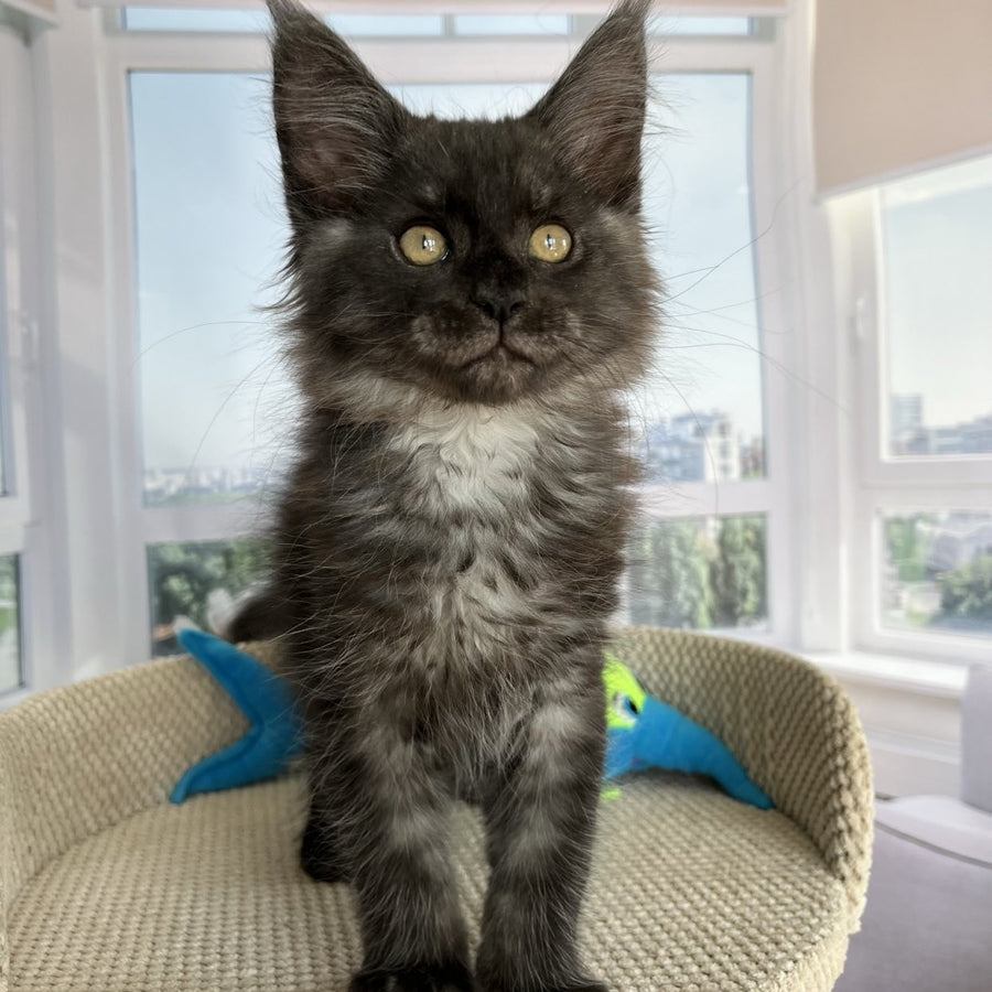 Ralph Maine Coon male, black silver