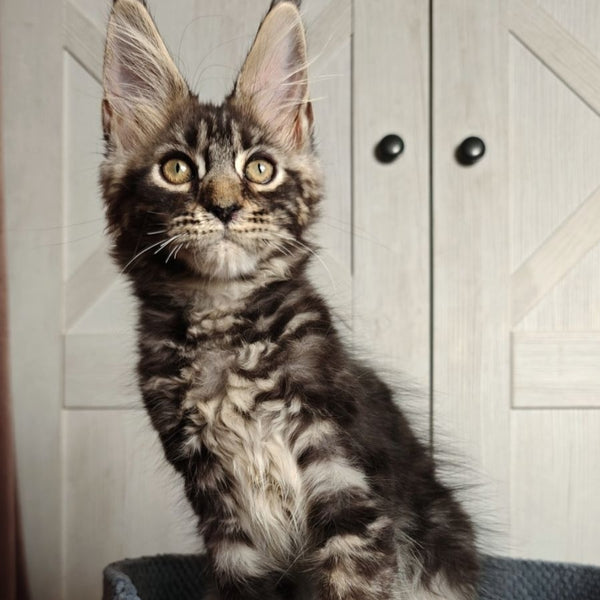 Zorro Maine Coon polydactyl 6x6x6x6 male, black silver tabby