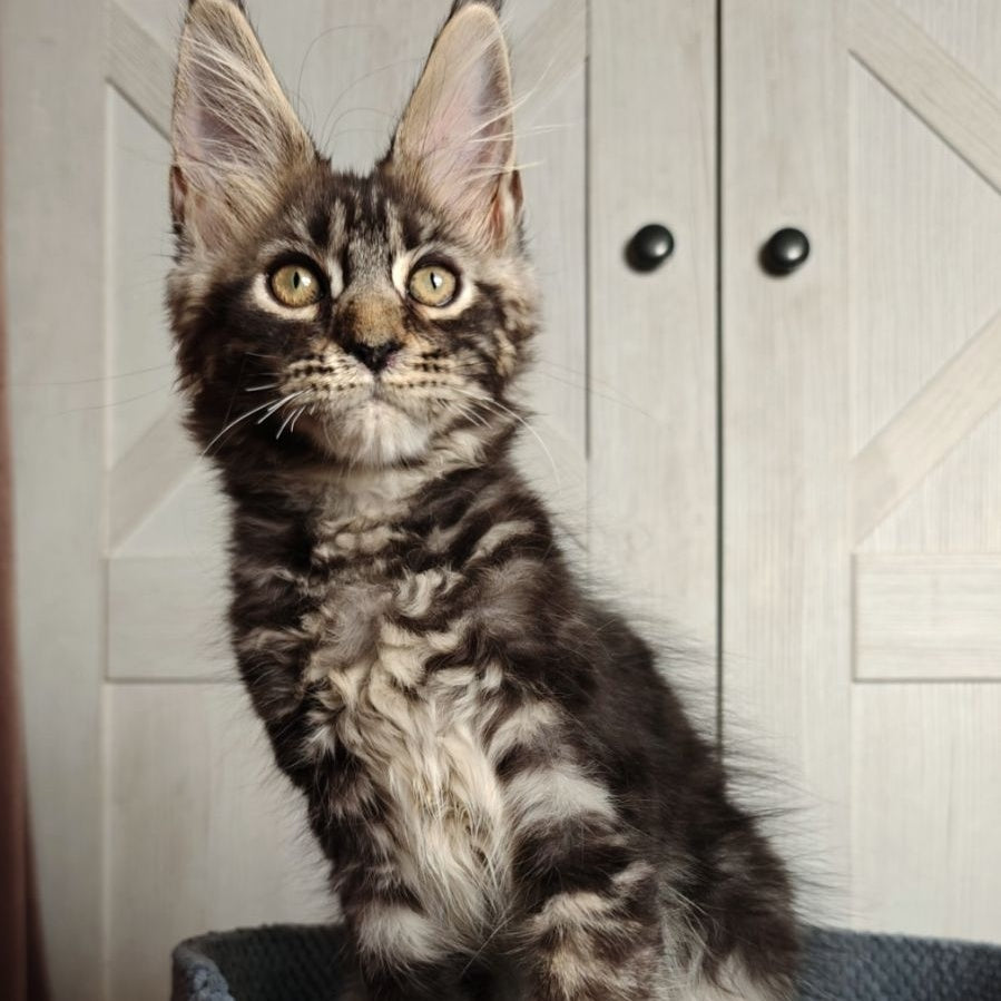 Zorro Maine Coon polydactyl 6x6x6x6 male, black silver tabby
