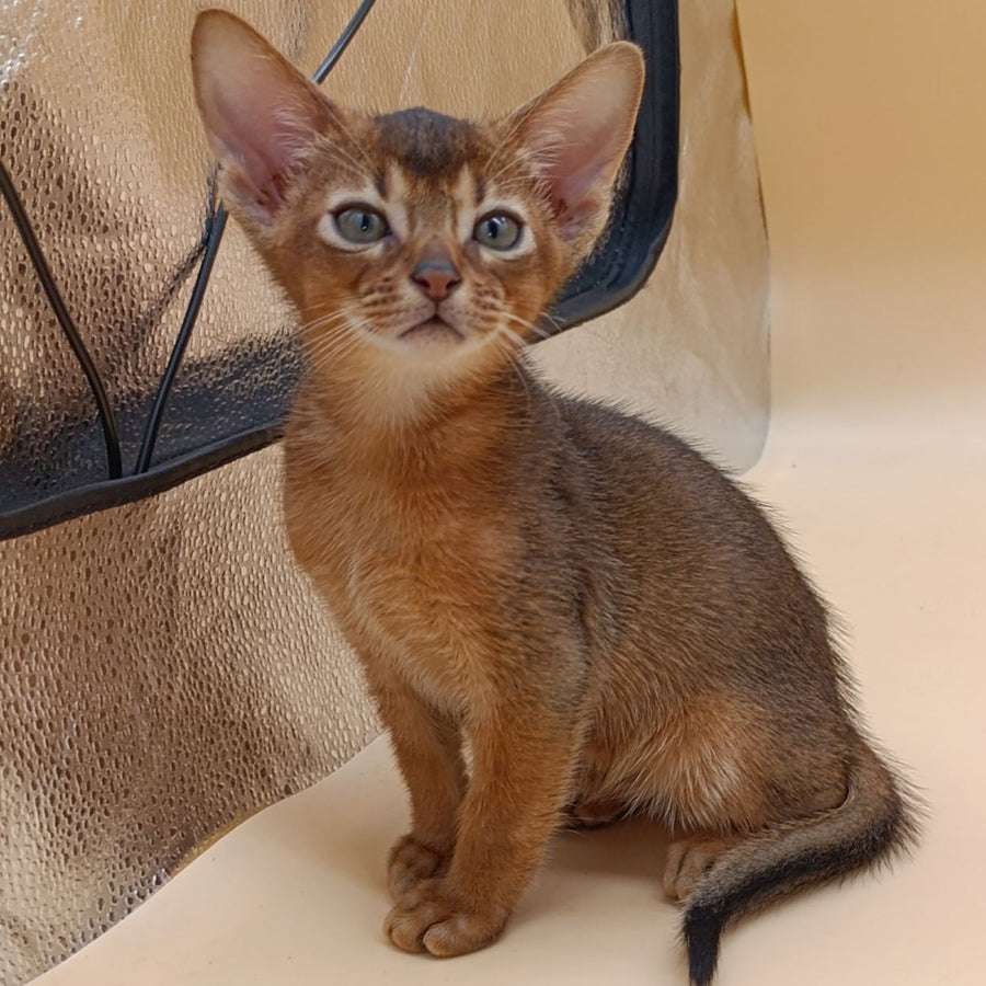 Mikkel Abyssinian male, ruddy