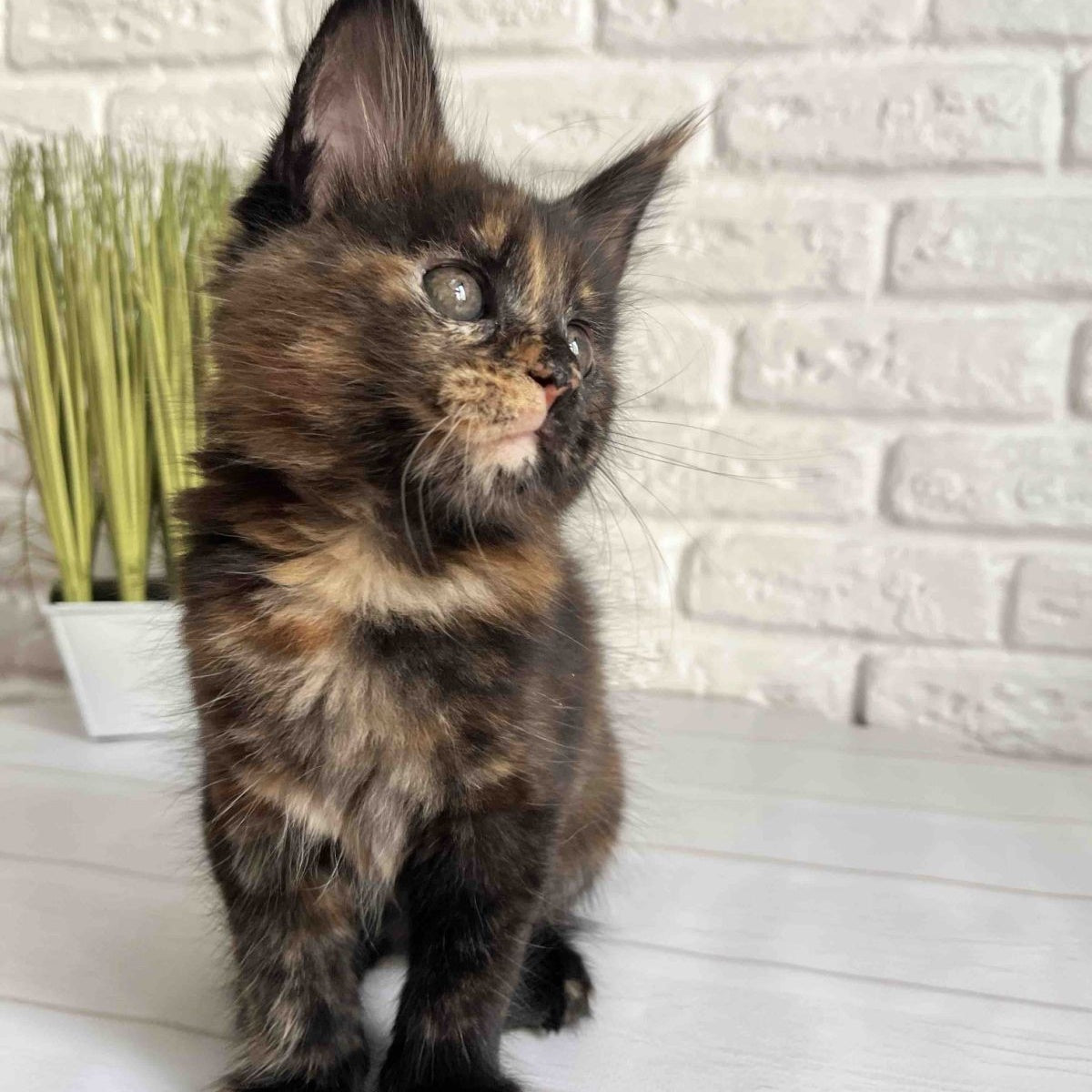 Karen Maine Coon female, black tortie