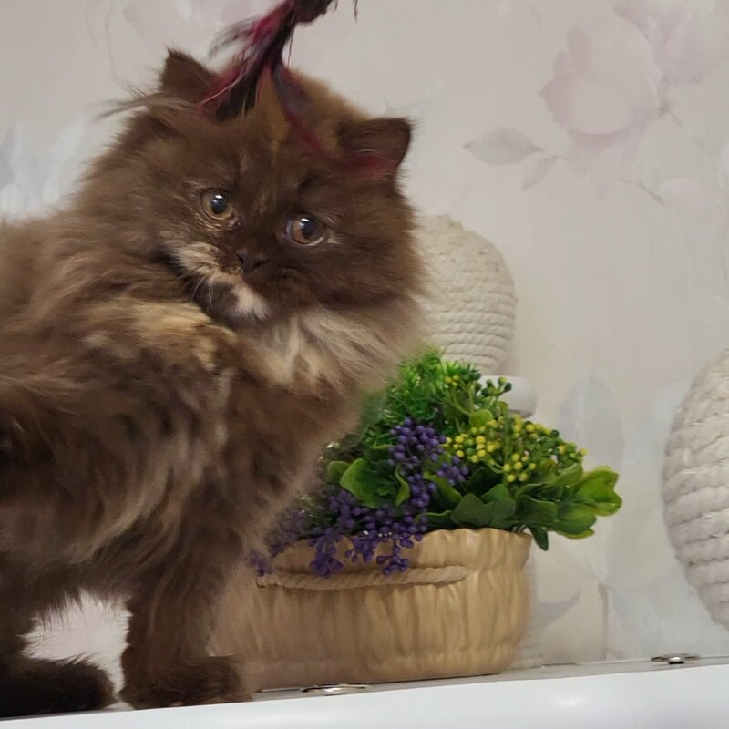 Alisiya British Longhair female chocolate tortie - live animals