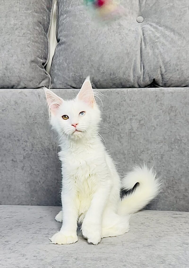 Pearla Maine Coon female, white