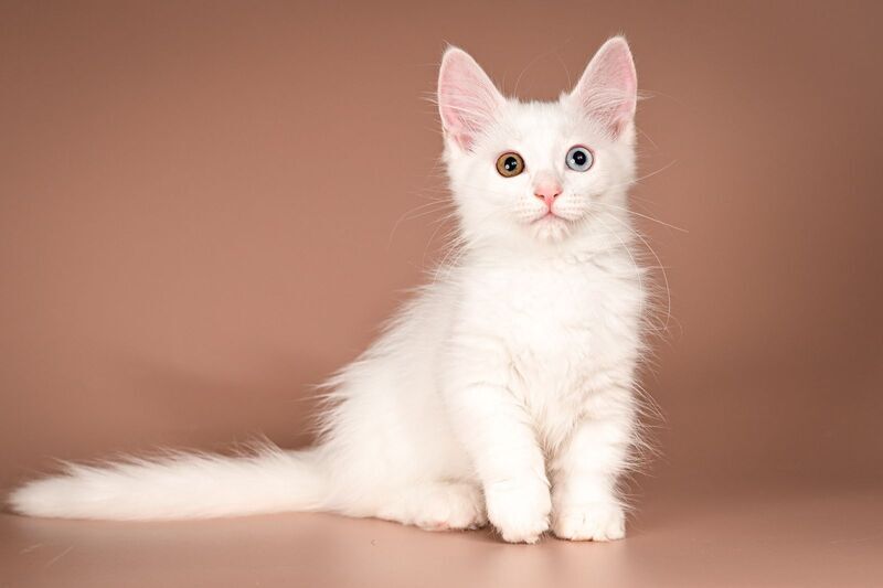 Amina Munchkin female, white
