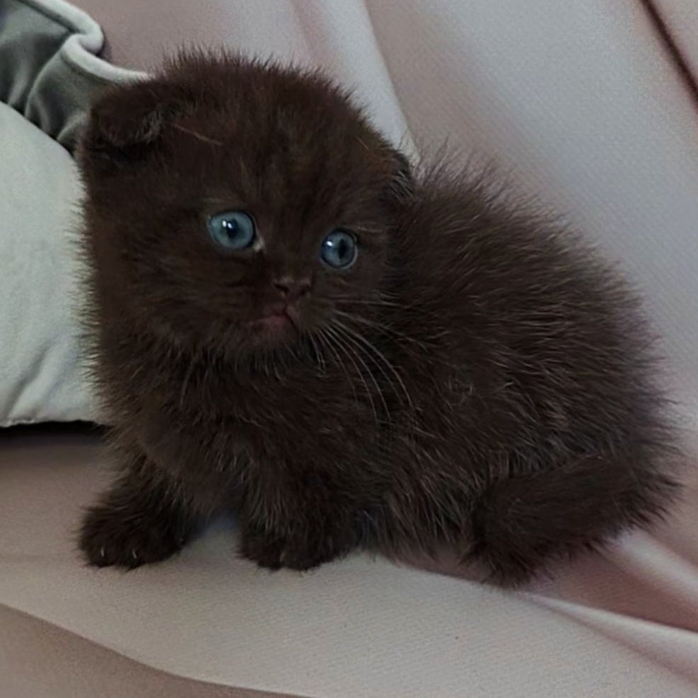 Atlas Munchkin male, black