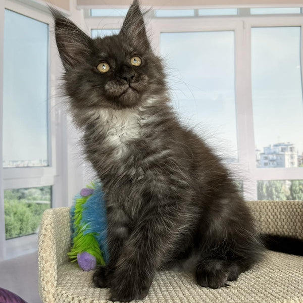 Ronald Maine Coon male, black silver