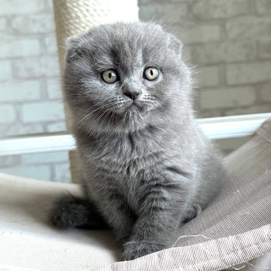 Nora Scottish Fold female, blue