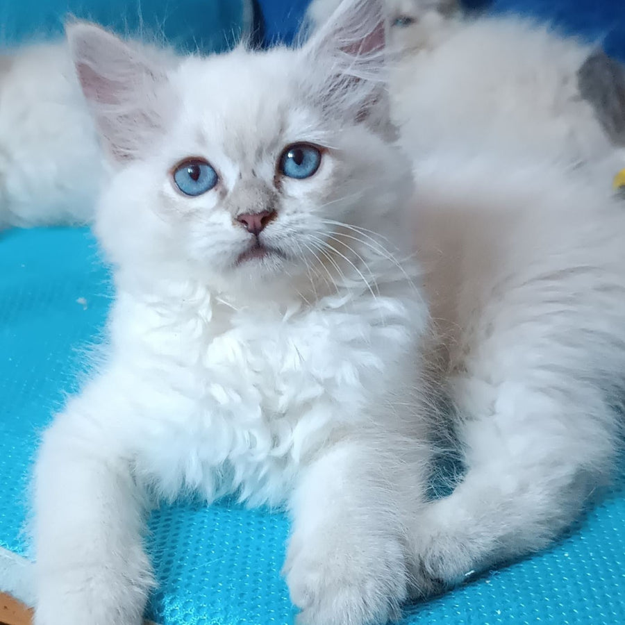 Dakota Siberian female, blue tabby pointed