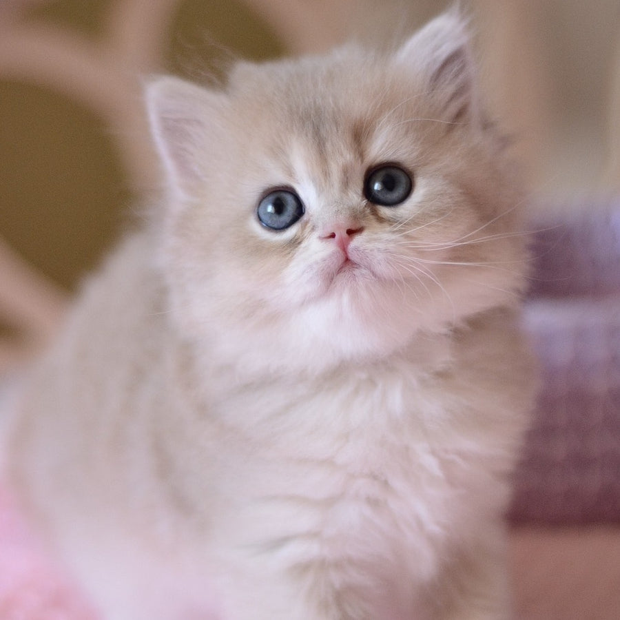 York British Longhair male, blue golden chinchilla