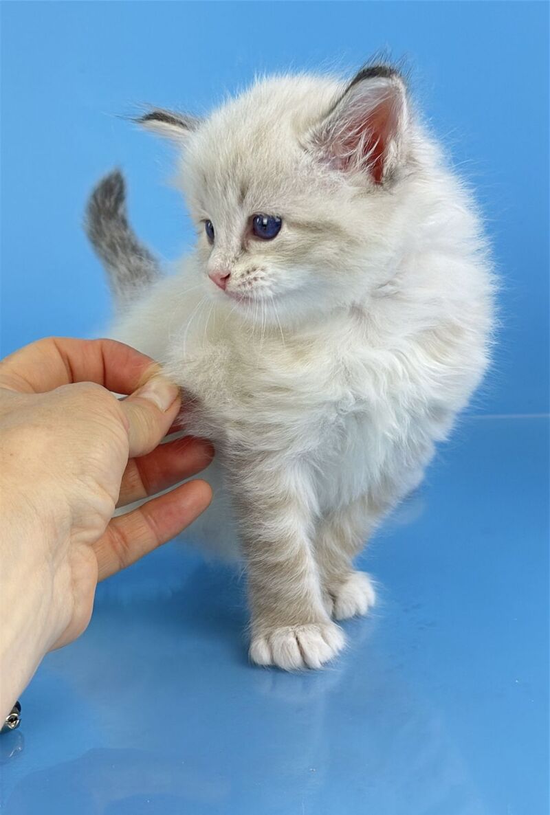 Winston Siberian male seal tabby pointed with white - live animals