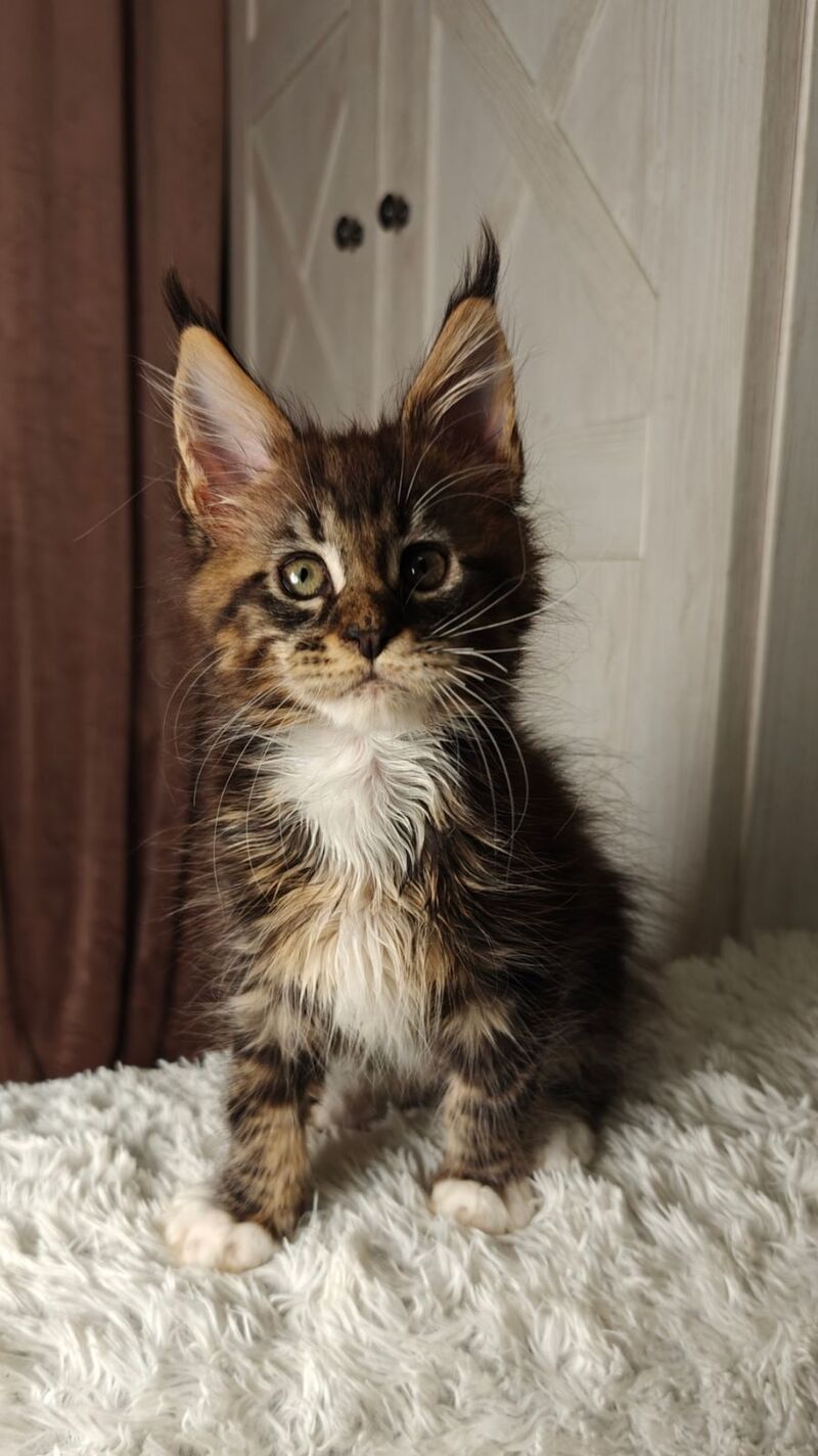 Quill Maine Coon female black tabby bicolour live animals