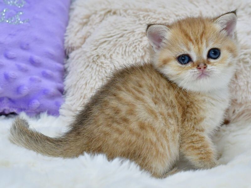 Eva British Shorthair female, black golden spotted tabby