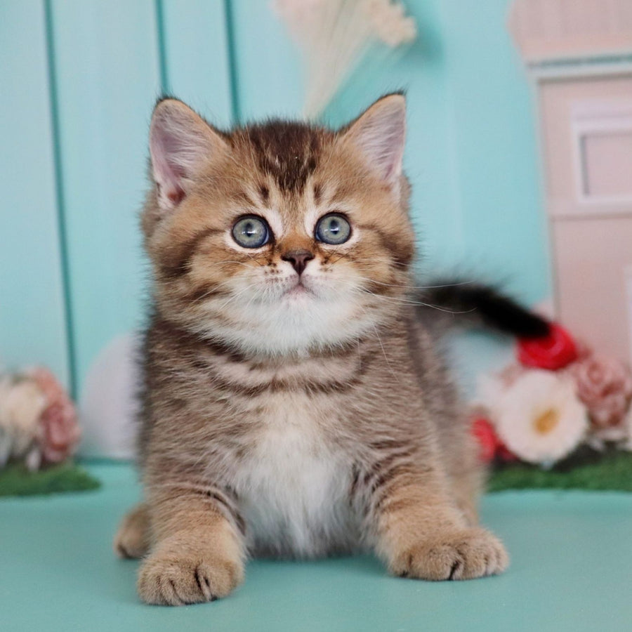 Xander British Shorthair male, black ticked tabby