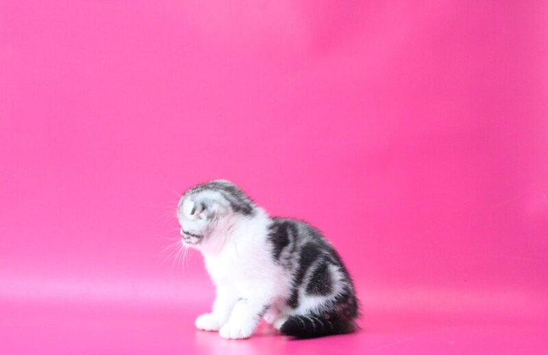 Rihanna Scottish Fold female black silver tabby bicolour live animals