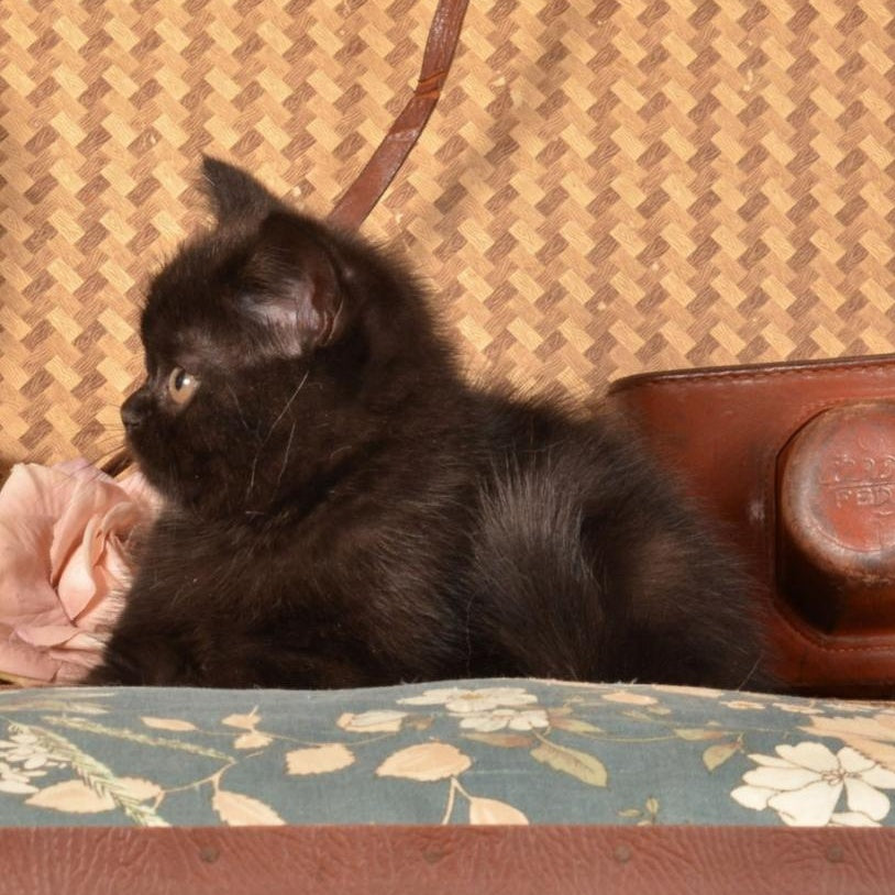 Natan Scottish Straight male, black