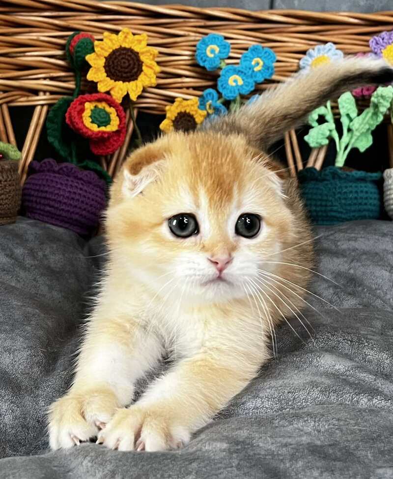 Kerry Scottish Fold female black golden chinchilla - live animals
