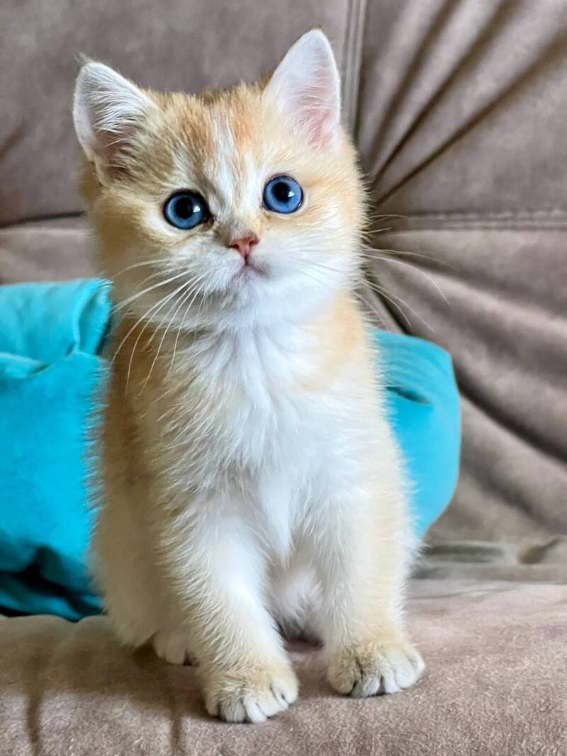 Deya British Shorthair female black golden shaded - live animals