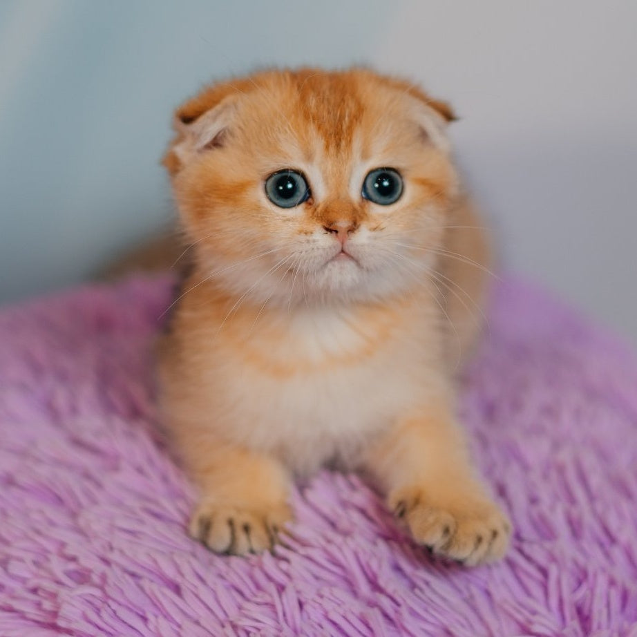 Felix Scottish Fold male, black golden shaded