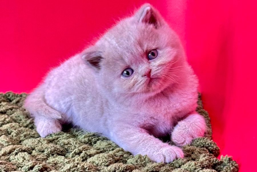 Ernest British Shorthair male fawn - live animals