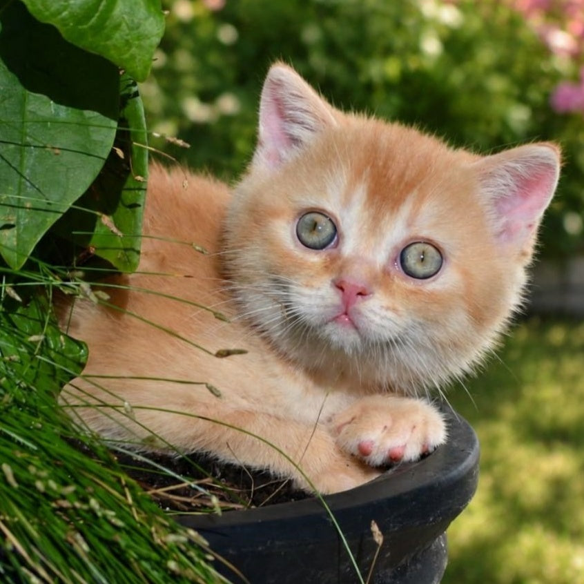 Oliver Scottish Straight male, red ticked tabby
