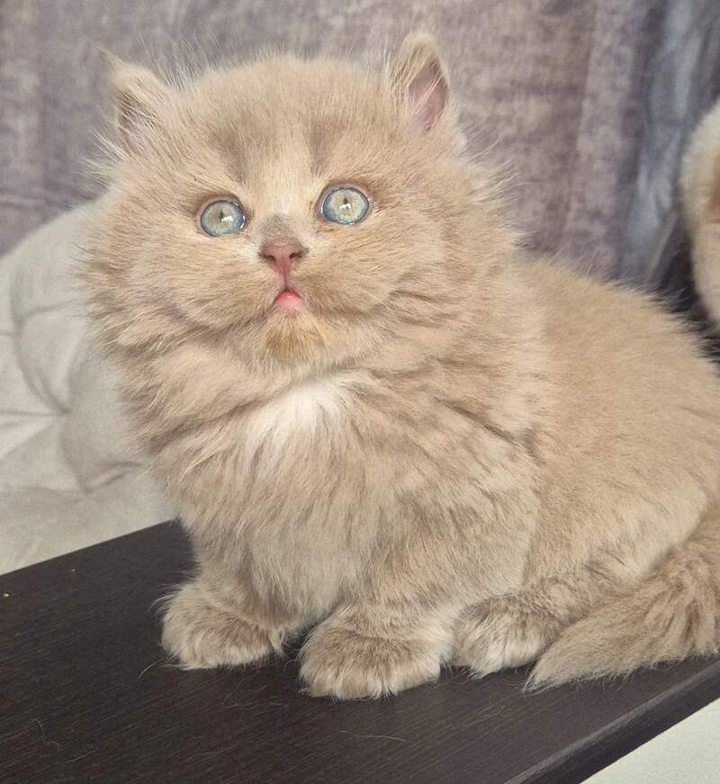 Jina British Longhair male, fawn