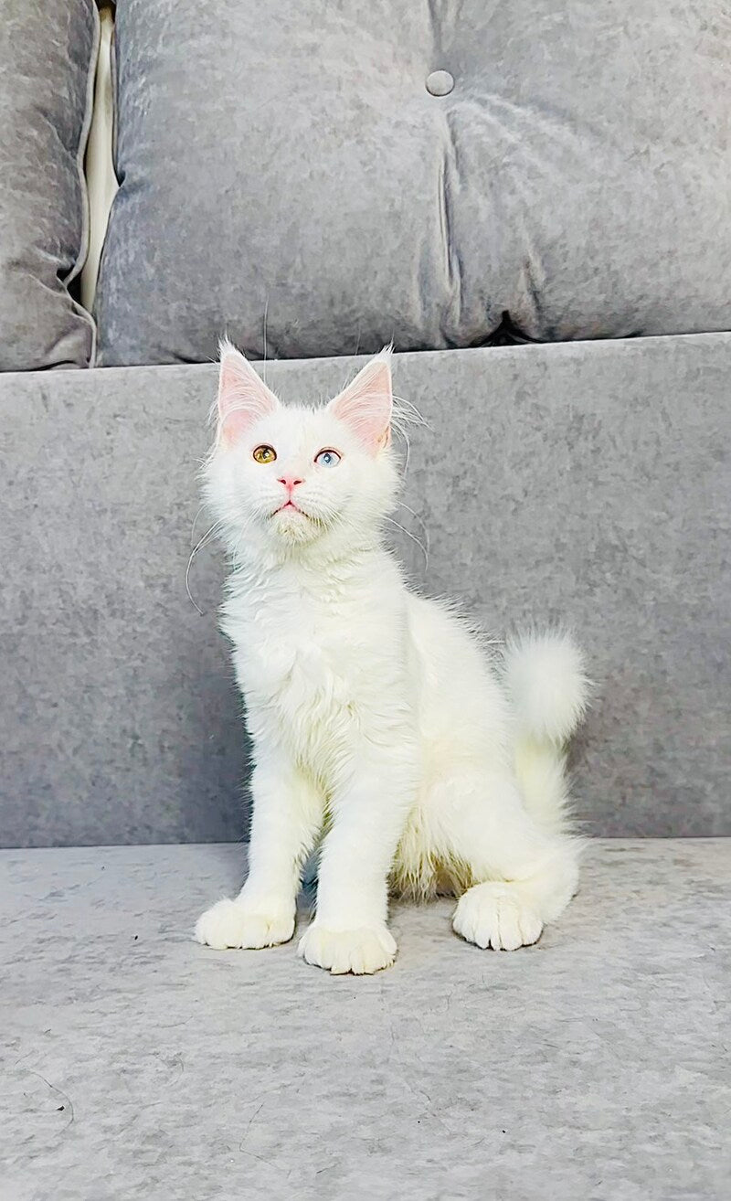 Pearla Maine Coon female, white