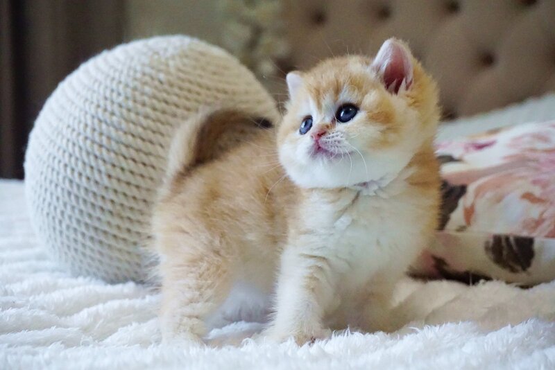 Danica British Shorthair female, black golden chinchilla