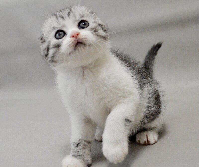Vatson Scottish Fold male black silver spotted tabby bicolour - live animals