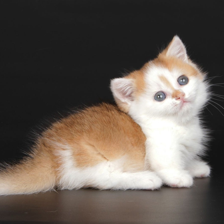 Velcro Munchkin male, black golden shaded bicolour