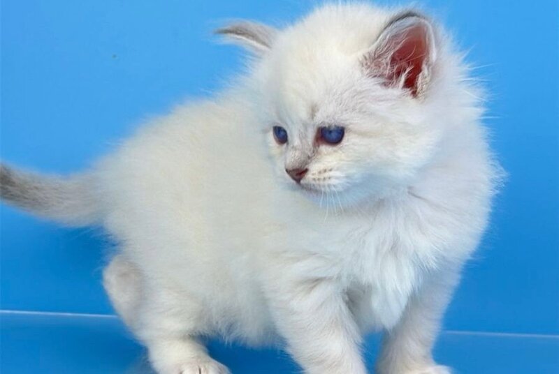 Windsor Siberian male blue tabby pointed with white - live animals